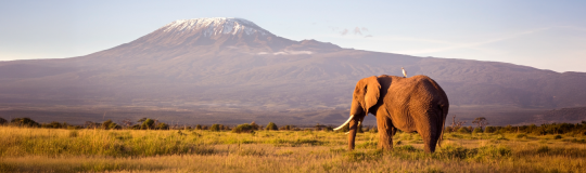 Kilimanjaro